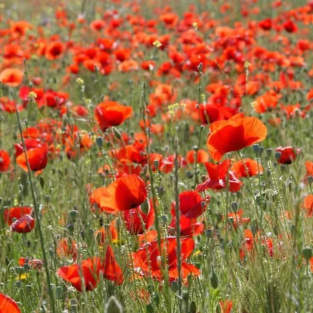 Marigoulis * سامي