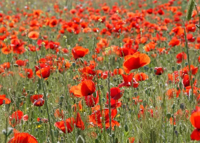 Marigoulis * Sami (Kefalonia)